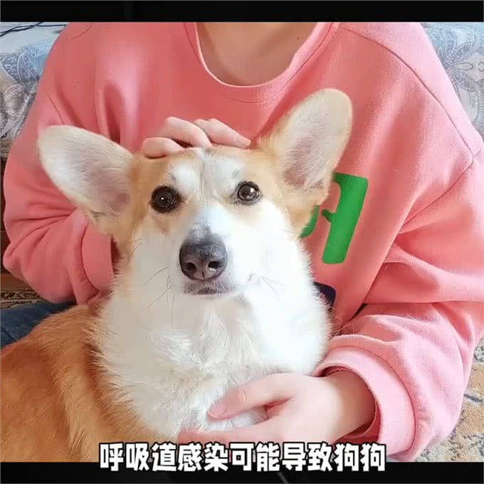 狗狗频繁打喷嚏的原因和解决方法—宠物