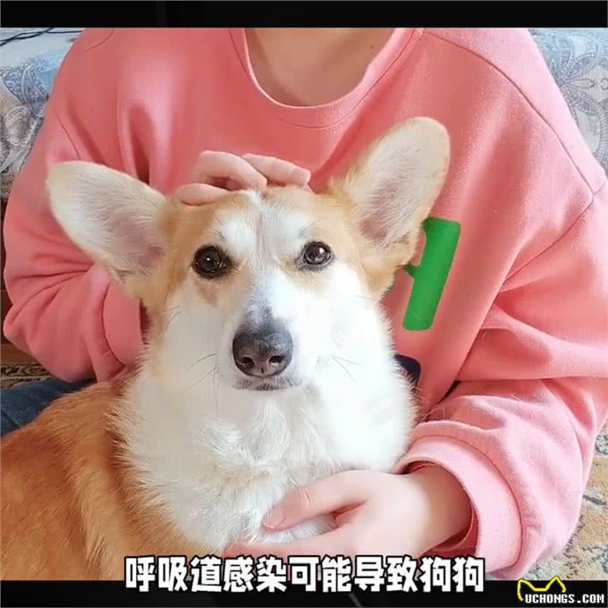 狗狗频繁打喷嚏的原因和解决方法—宠物