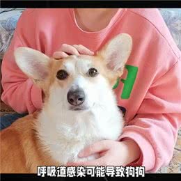 狗狗频繁打喷嚏的原因和解决方法—宠物