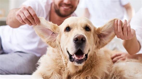 狗狗耳朵不护理，不仅会发臭，这些耳部疾病也会找上门