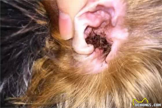 狗狗耳朵不护理，不仅会发臭，这些耳部疾病也会找上门