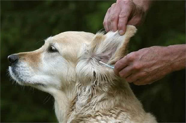 狗狗耳朵不护理，不仅会发臭，这些耳部疾病也会找上门