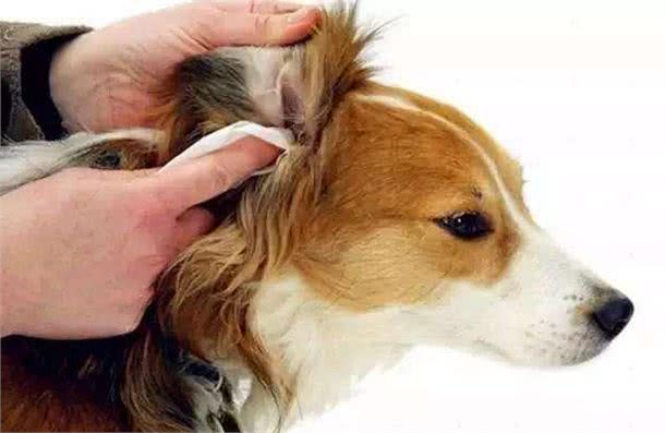 狗狗耳朵不护理，不仅会发臭，这些耳部疾病也会找上门