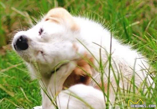 狗狗耳朵不护理，不仅会发臭，这些耳部疾病也会找上门