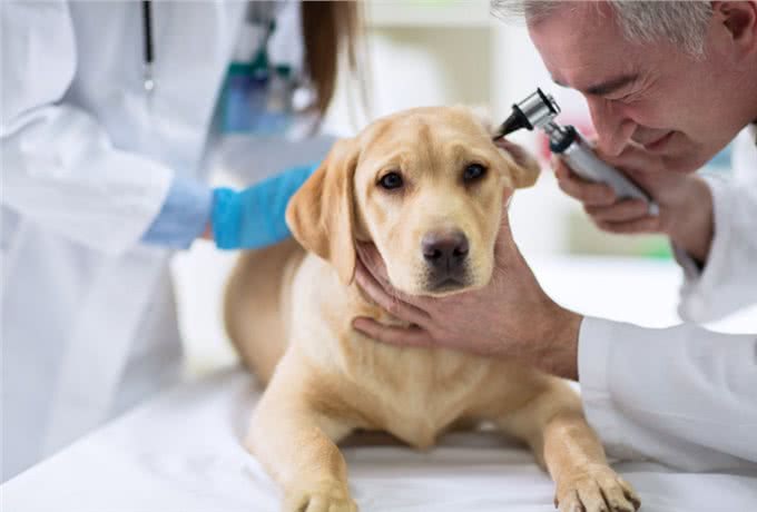 狗狗耳朵不护理，不仅会发臭，这些耳部疾病也会找上门