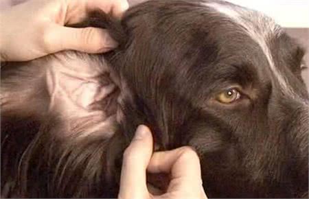 狗狗耳朵不护理，不仅会发臭，这些耳部疾病也会找上门