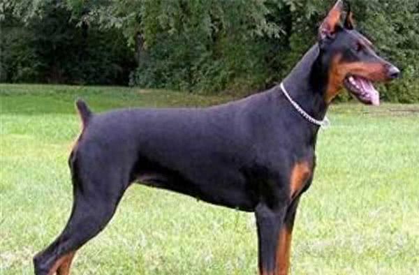 世界十大最聪明的宠物狗金毛不光是大暖男