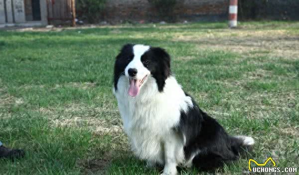 世界十大最聪明的宠物狗金毛不光是大暖男