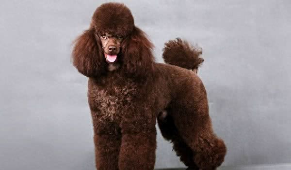 世界十大最聪明的宠物狗金毛不光是大暖男