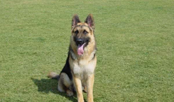 世界十大最聪明的宠物狗金毛不光是大暖男