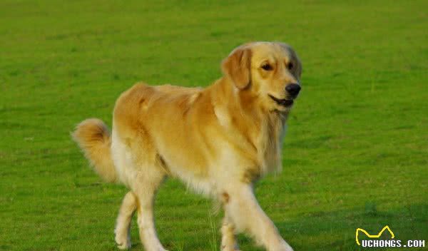 世界十大最聪明的宠物狗金毛不光是大暖男