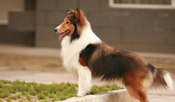 世界十大最聪明的宠物狗金毛不光是大暖男