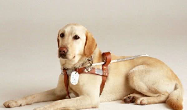 世界十大最聪明的宠物狗金毛不光是大暖男