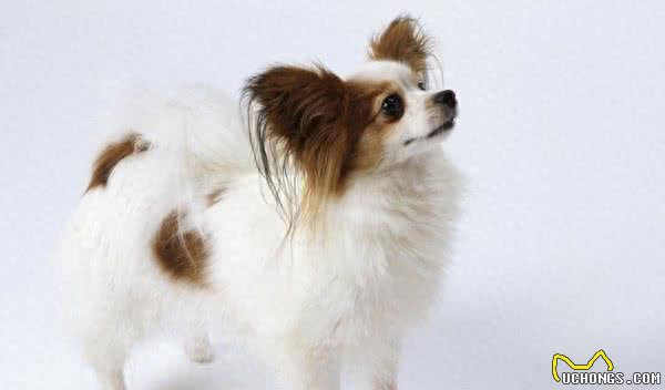 世界十大最聪明的宠物狗金毛不光是大暖男