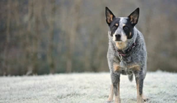 世界十大最聪明的宠物狗金毛不光是大暖男