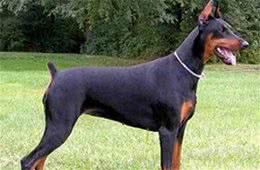 世界十大最聪明的宠物狗金毛不光是大暖男