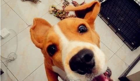 主人有义务帮狗狗改掉两大恶习，您做到了吗?