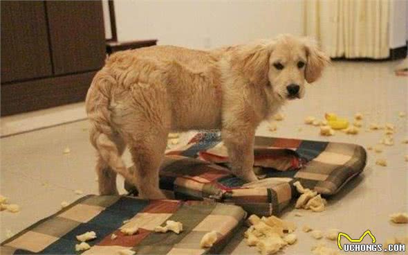 主人有义务帮狗狗改掉两大恶习，您做到了吗?