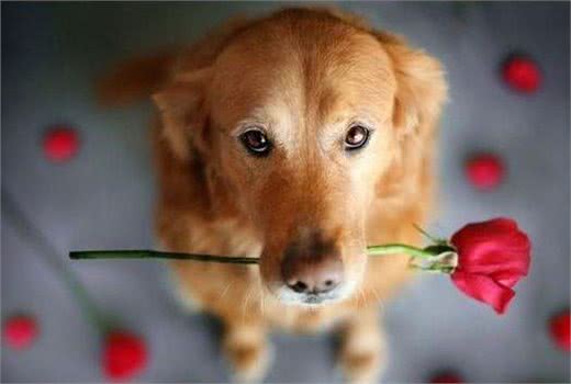 主人有义务帮狗狗改掉两大恶习，您做到了吗?