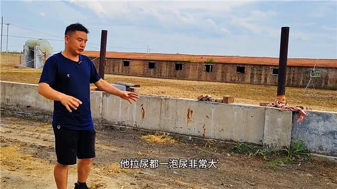 想养狗却没有场地，或者不会管的朋友们，福音来啦