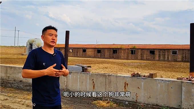 想养狗却没有场地，或者不会管的朋友们，福音来啦