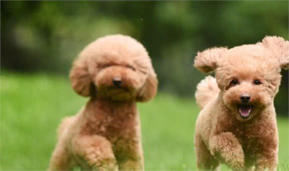 狗几月开始换牙?