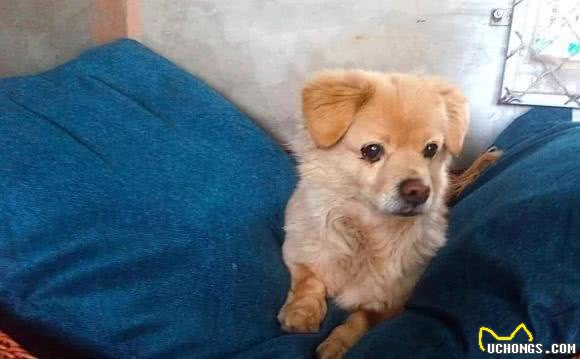 狗几月开始换牙?