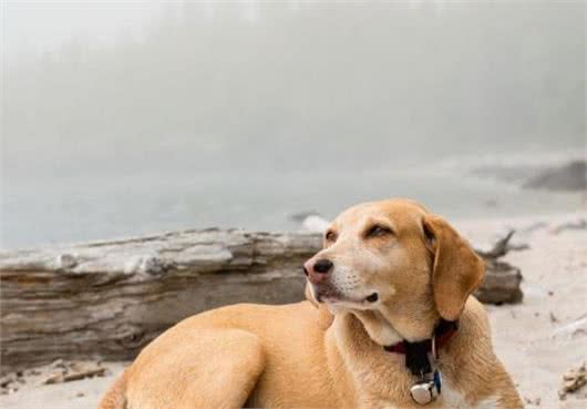 狗几月开始换牙?