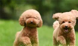 狗几月开始换牙?