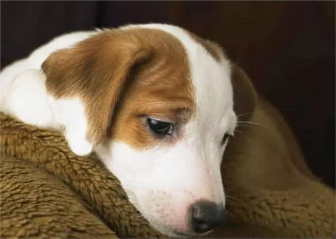 内心孤独的狗狗，身上这些特征很明显，主人要引起重视