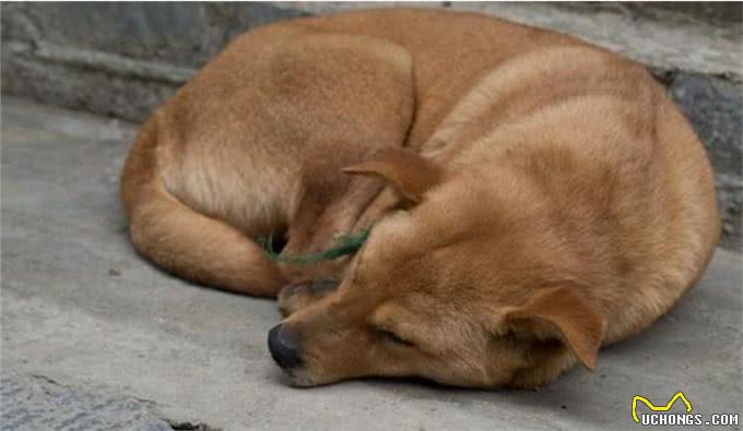 内心孤独的狗狗，身上这些特征很明显，主人要引起重视