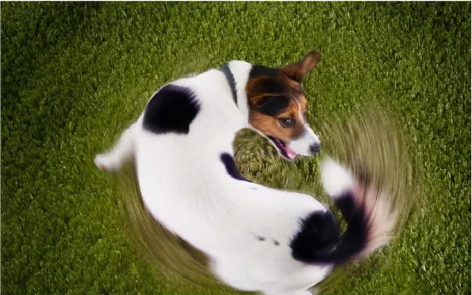 内心孤独的狗狗，身上这些特征很明显，主人要引起重视