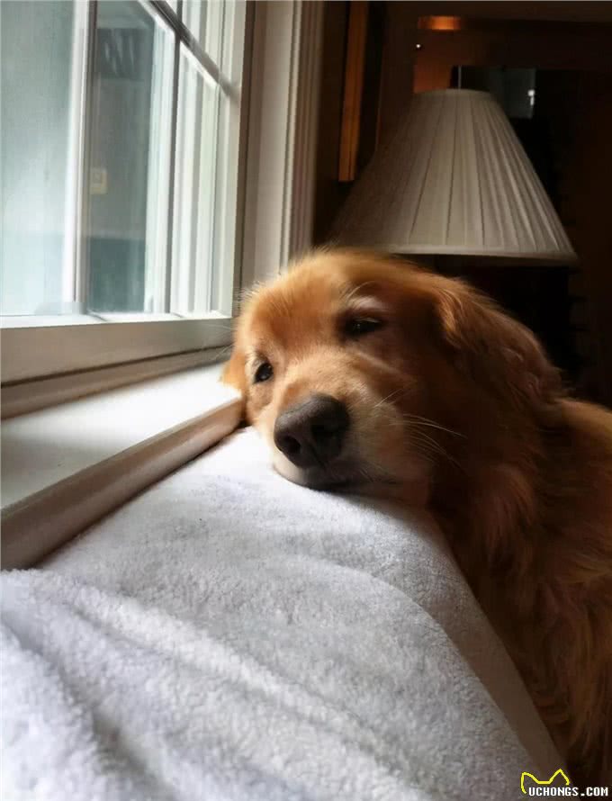 内心孤独的狗狗，身上这些特征很明显，主人要引起重视