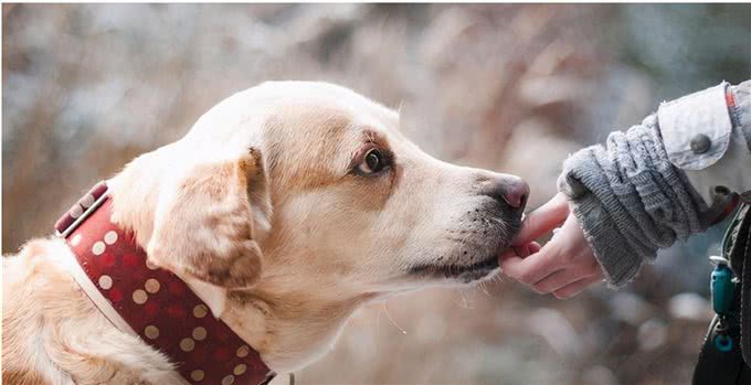 内心孤独的狗狗，身上这些特征很明显，主人要引起重视