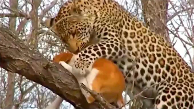 狗狗装死伎俩出神入化，花豹被迷惑神魂颠倒，到手猎物不翼而飞!