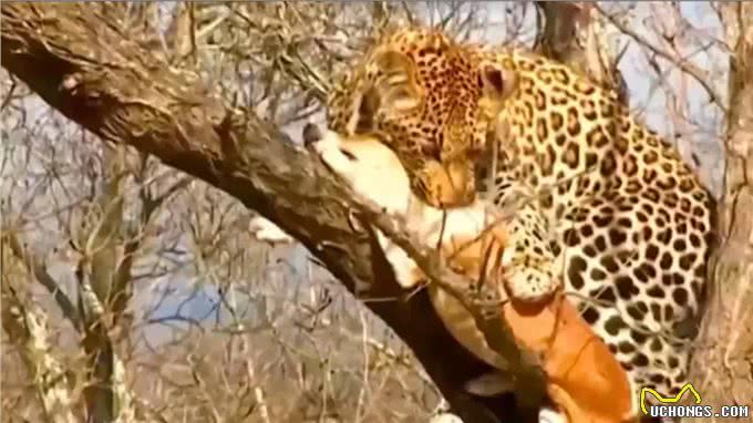 狗狗装死伎俩出神入化，花豹被迷惑神魂颠倒，到手猎物不翼而飞!