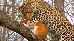 狗狗装死伎俩出神入化，花豹被迷惑神魂颠倒，到手猎物不翼而飞!