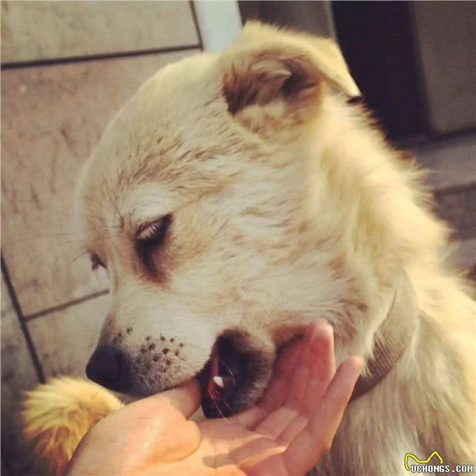 养狗多年才知道，狗狗轻轻咬你，不是在跟你玩，而是在查岗