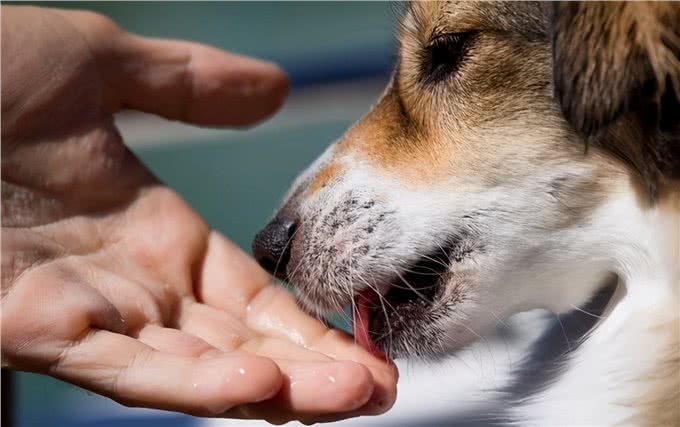 养狗多年才知道，狗狗轻轻咬你，不是在跟你玩，而是在查岗