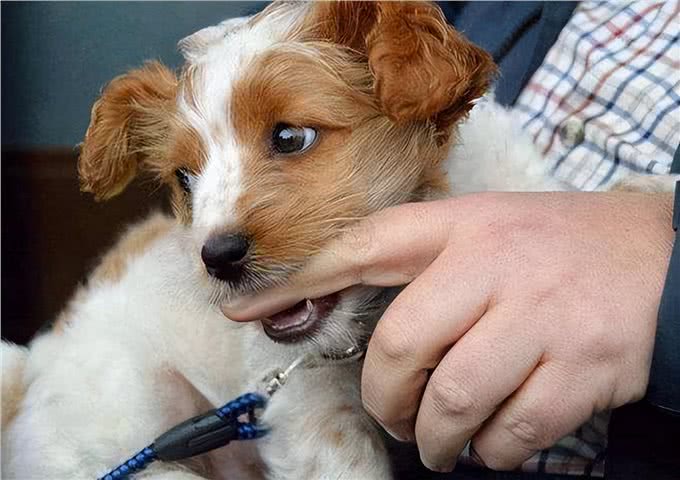 养狗多年才知道，狗狗轻轻咬你，不是在跟你玩，而是在查岗