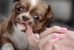 养狗多年才知道，狗狗轻轻咬你，不是在跟你玩，而是在查岗