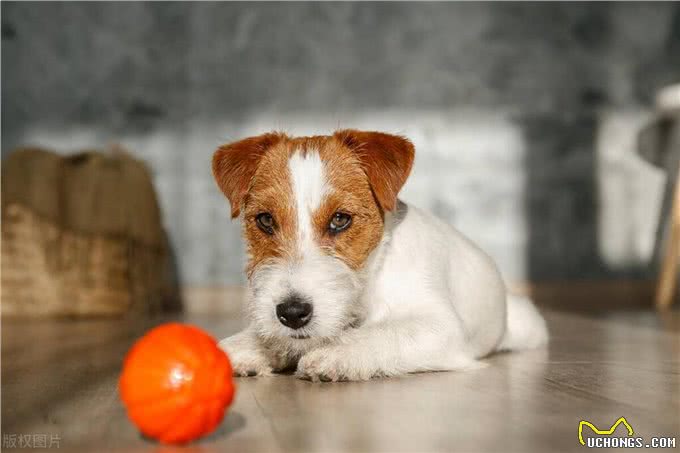 狗狗为啥不能吃橘子?这危害可不小!