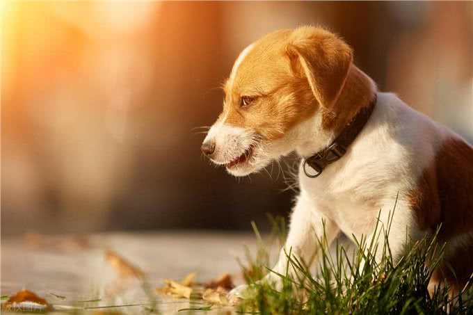 狗狗为啥不能吃橘子?这危害可不小!