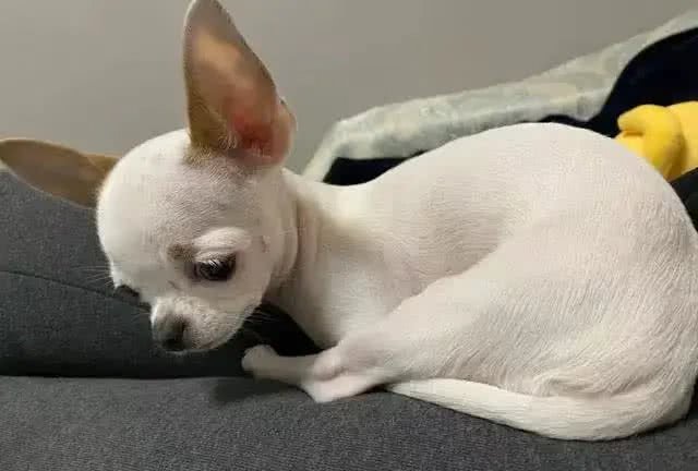 网评最不臭的几种狗，可很久不洗澡，养它家里不臭!