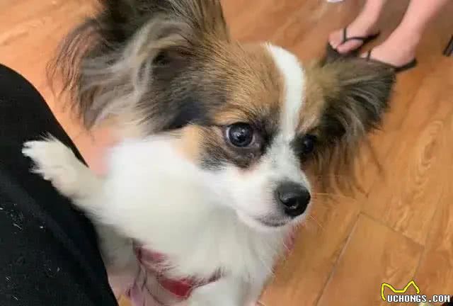 网评最不臭的几种狗，可很久不洗澡，养它家里不臭!