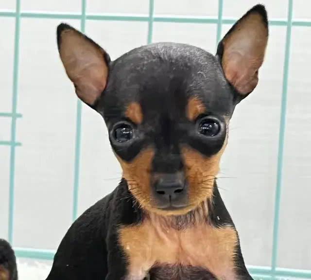 网评最不臭的几种狗，可很久不洗澡，养它家里不臭!