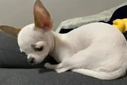 网评最不臭的几种狗，可很久不洗澡，养它家里不臭!