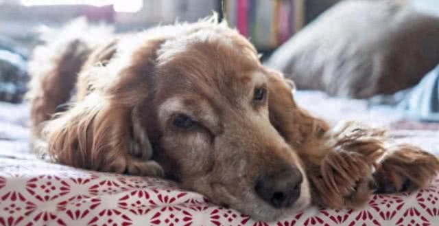 狗狗几岁步入老年，又该如何照顾呢?