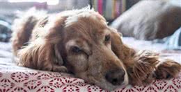 狗狗几岁步入老年，又该如何照顾呢?