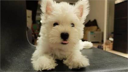 世界名犬—西高地